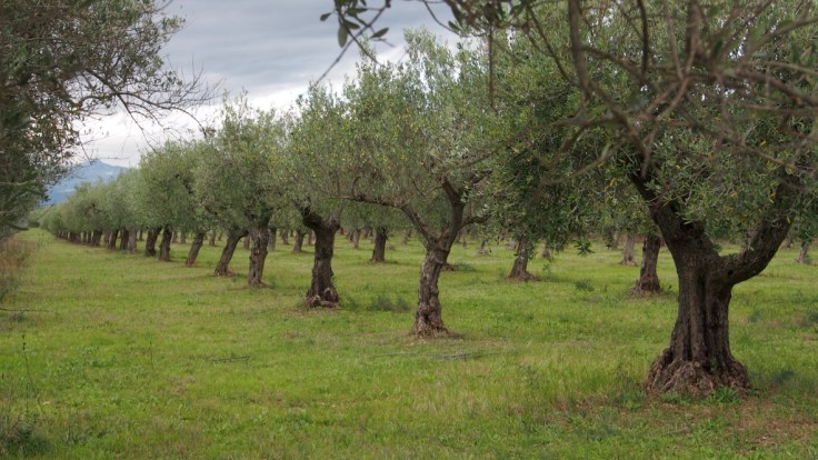 Walks near Casale Centurione - olive